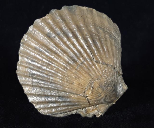 Pseudopecten equivalvis (SOWERBY 1811) - Bild © FossNet FossilienStore